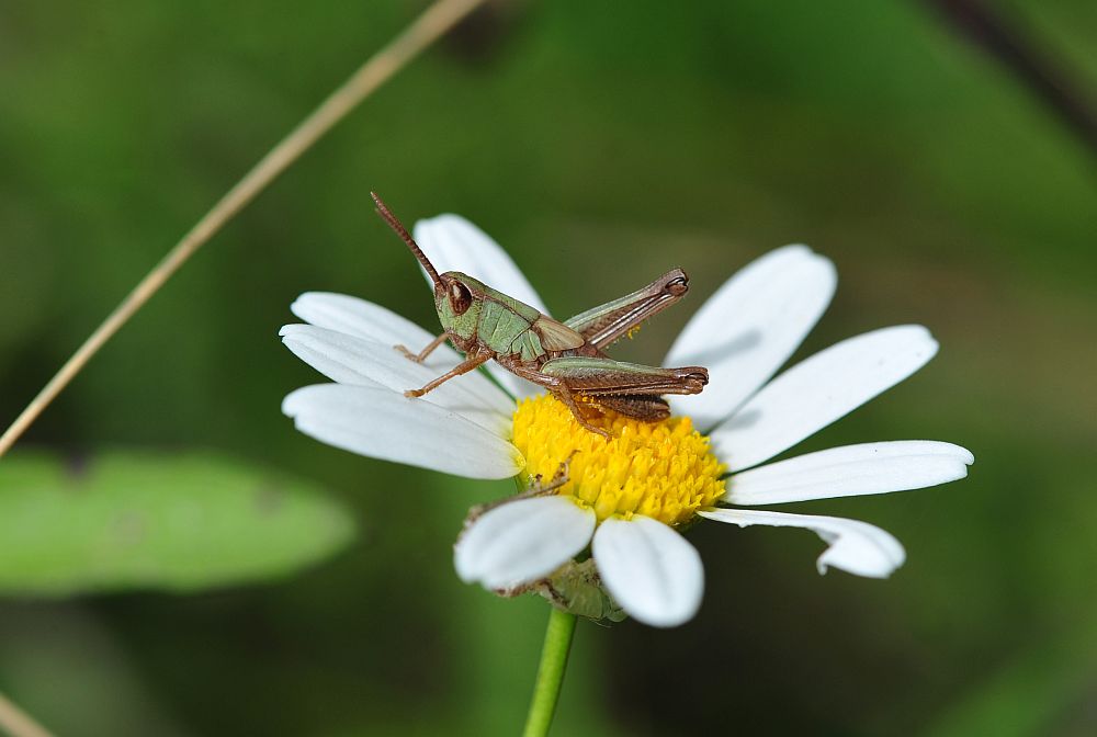 La vita in un fiore: terza parte